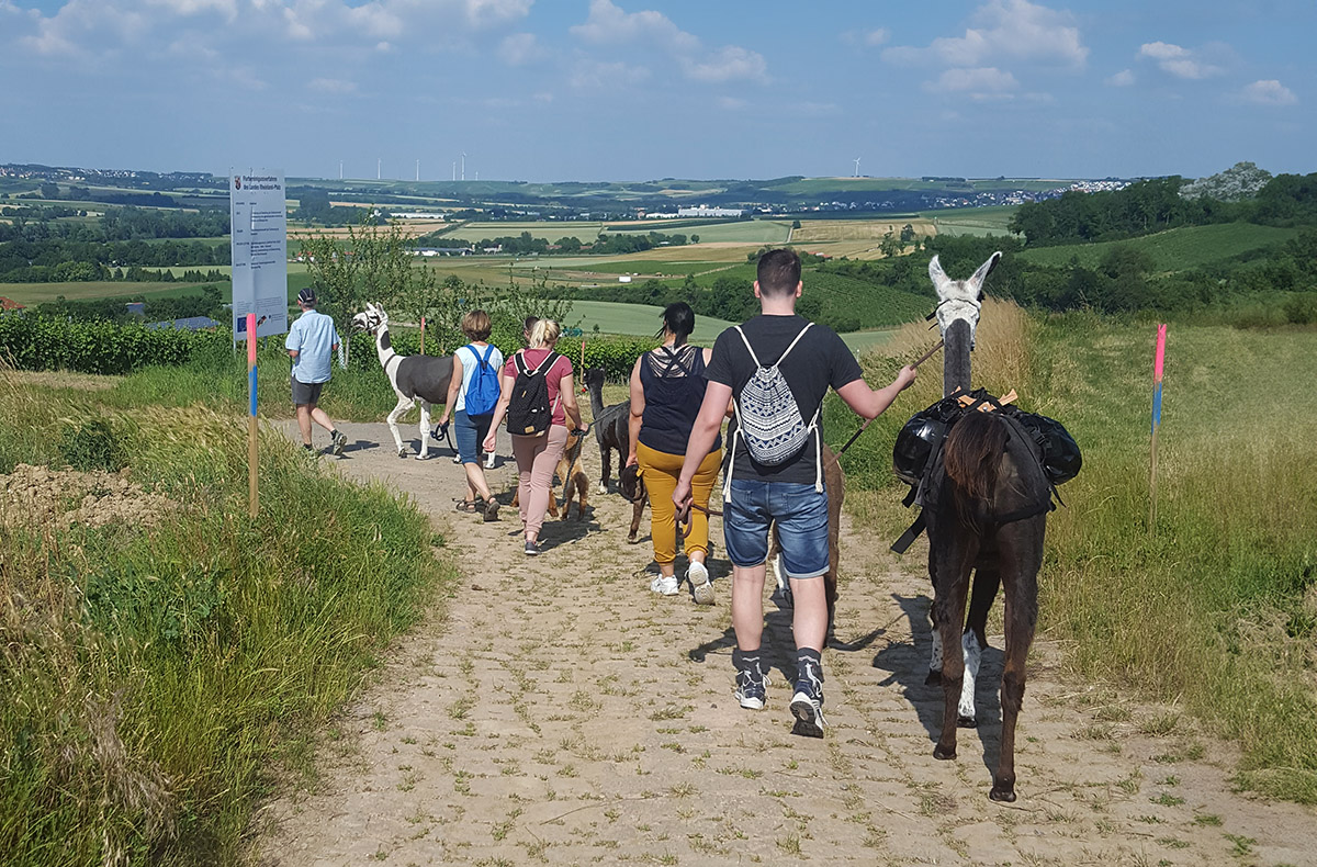 Alpaka-Trekking-Tour für 2 Stadecken-Elsheim - Alpakawanderung für 2 Abenteuer und Action-Erlebnisse online kaufen Alpaka-Trekking-Tour für 2 Stadecken-Elsheim - Alpakawanderung für 2 Abenteuer und Action-Erlebnisse online kaufen