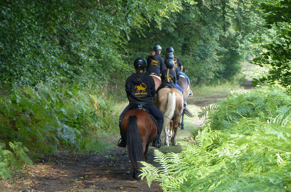 Ausritt für Anfänger Hirschburg in Ribnitz-Damgarten Abenteuer und Action-Erlebnisse online kaufen