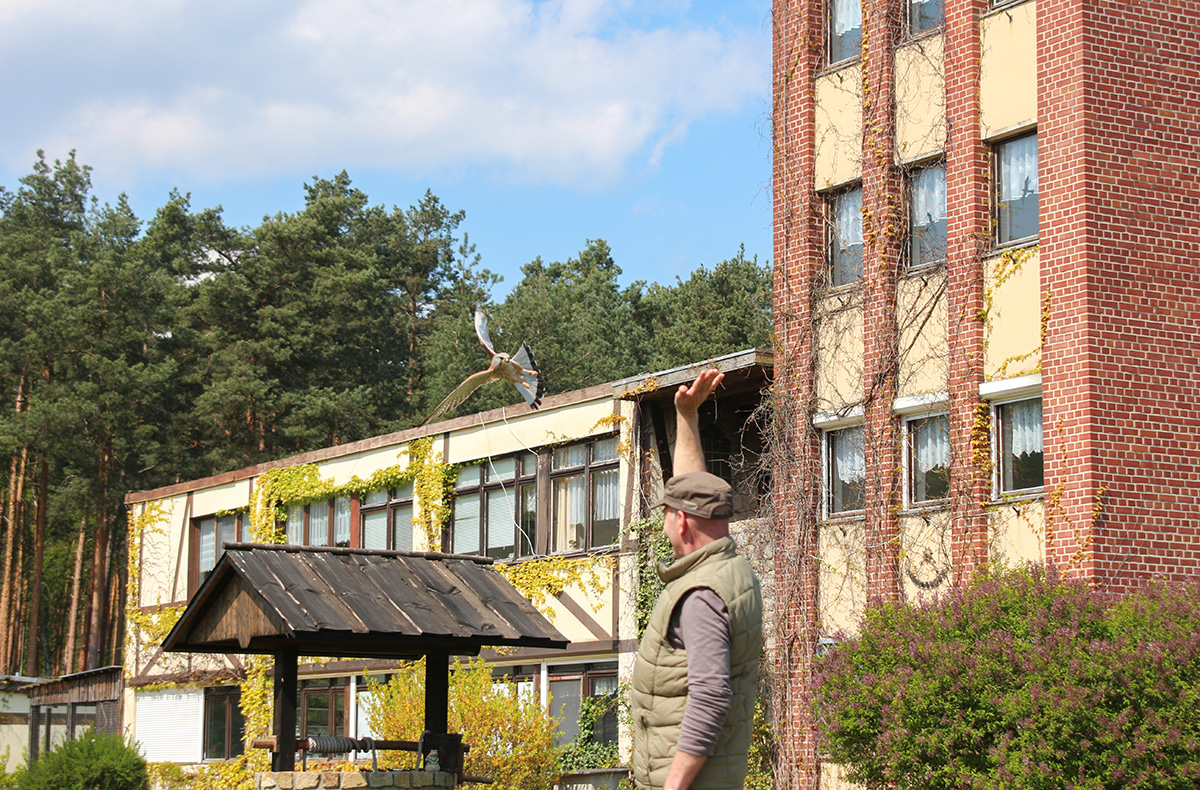 Falkner für einen Tag in Potsdam - Vogelfrei und Spaß dabei! Abenteuer und Action-Erlebnisse online kaufen