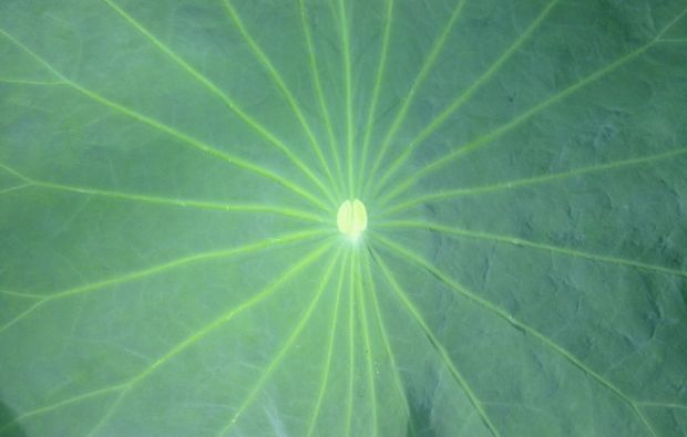 Feng Shui Workshop Berlin Basteln und Kreativworkshops online kaufen Feng Shui Workshop Berlin Basteln und Kreativworkshops online kaufen