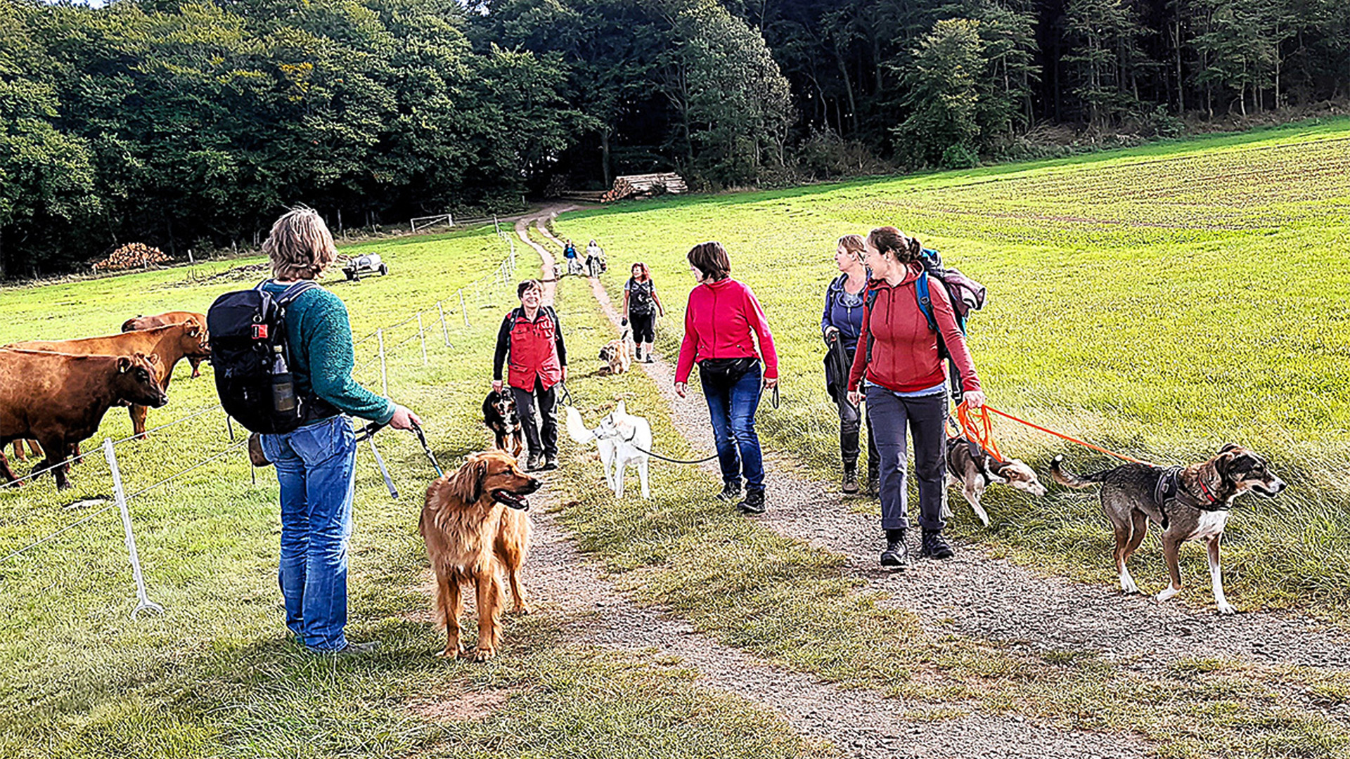 Geführte Wanderungen mit Hund - Wandern mit Wau-Effekt: Natur trifft Hundeglück in Bad Essen,Detmold,Georgsmarienhütte,Trendelburg,Hameln,Marsberg Abenteuer und Action-Erlebnisse online kaufen