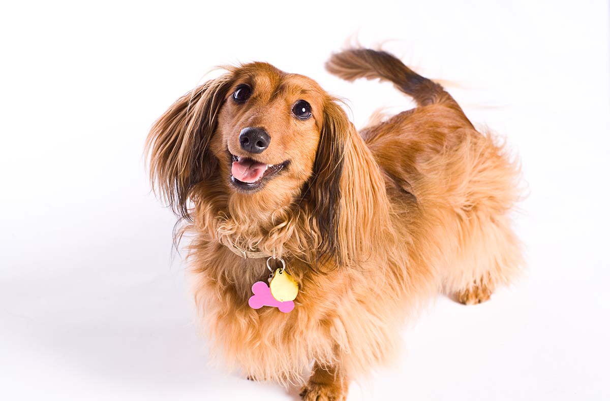 Hunde Fotoshooting Oldenburg Fotokurse online kaufen Hunde Fotoshooting Oldenburg Fotokurse online kaufen