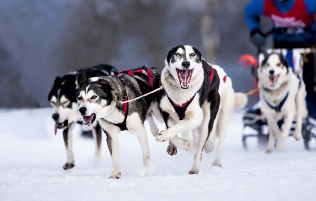 Husky Erlebnistag Telfs Abenteuer und Action-Erlebnisse Produktbild