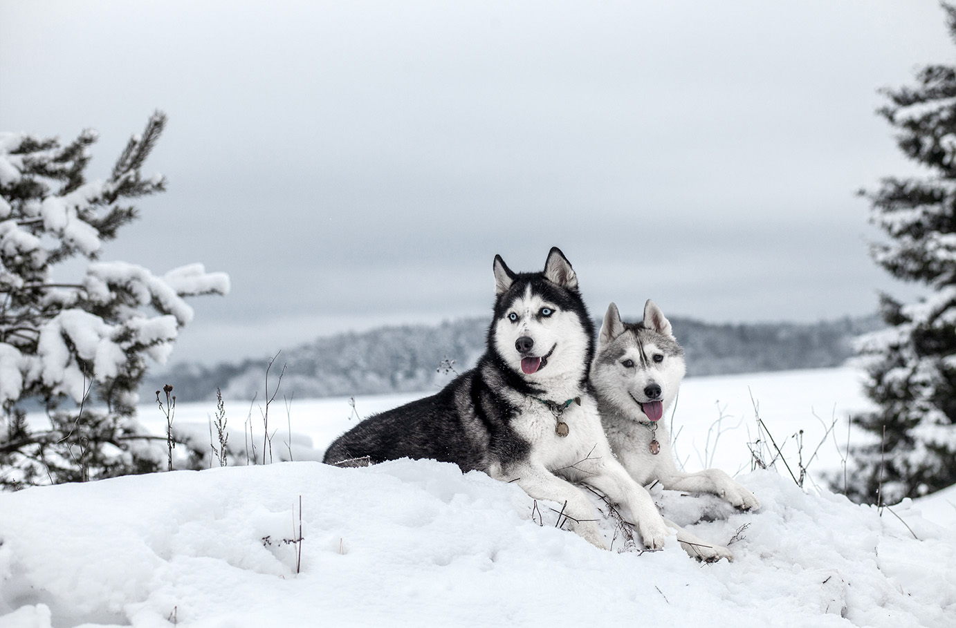 Husky-Trekking Bad Herrenalb - Husky-Abenteuer: Gemeinsam durch den Winterzauber Abenteuer und Action-Erlebnisse online kaufen
