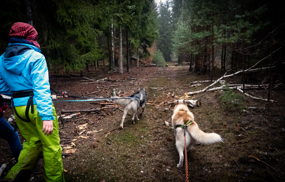 Husky Wanderung Fürstenberg / Havel - Jetzt erleben! in Fürstenberg /Havel Abenteuer und Action-Erlebnisse online kaufen