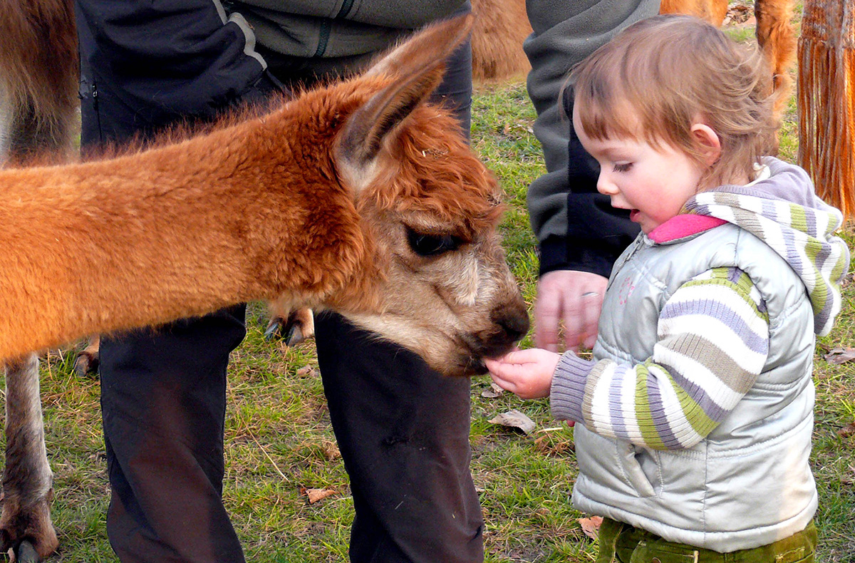 Lama und Alpaka Tour Mittenwalde für 2 Abenteuer und Action-Erlebnisse online kaufen Lama und Alpaka Tour Mittenwalde für 2 Abenteuer und Action-Erlebnisse online kaufen