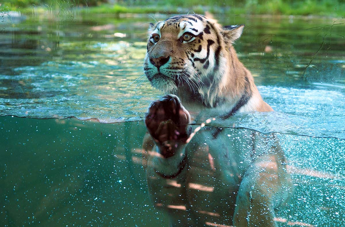 Lunch & Zoo Leipzig für 2 Lifestyle und kreative Workshops online kaufen Lunch & Zoo Leipzig für 2 Lifestyle und kreative Workshops online kaufen