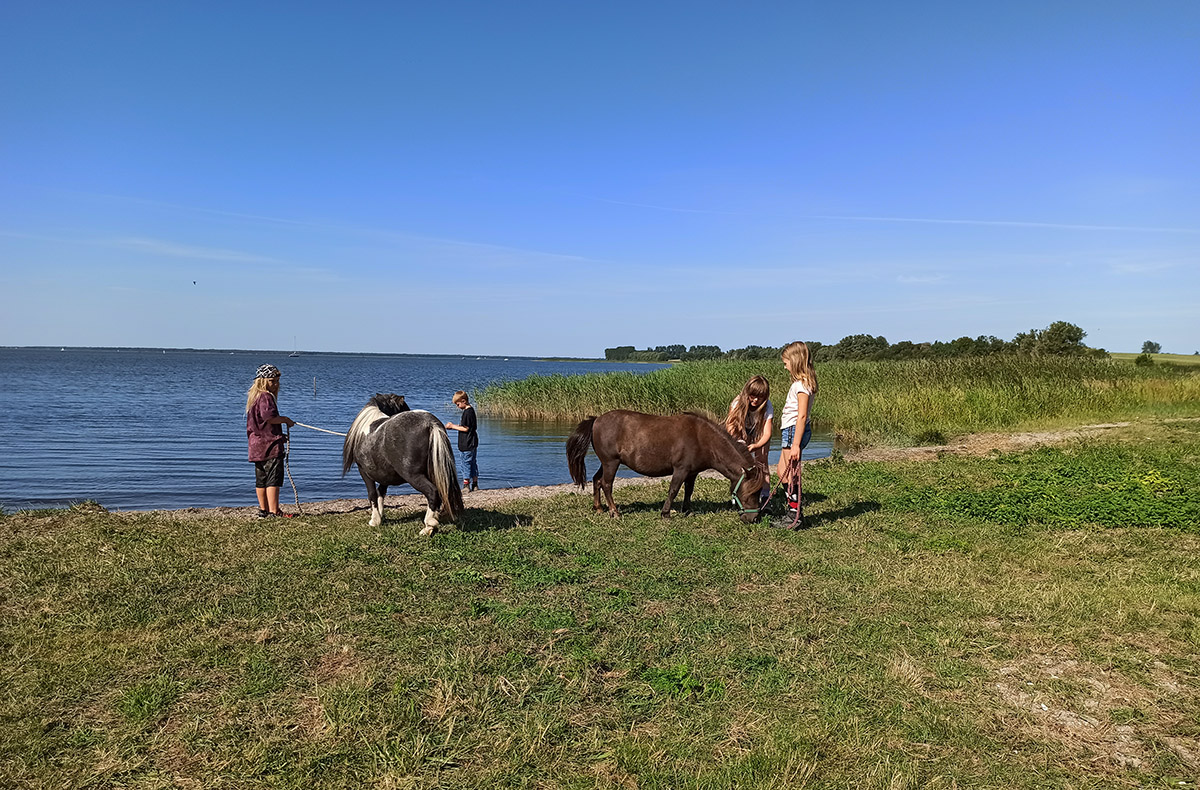 Pony Spaziergang Kuhlen-Wendorf Abenteuer und Action-Erlebnisse online kaufen Pony Spaziergang Kuhlen-Wendorf Abenteuer und Action-Erlebnisse online kaufen