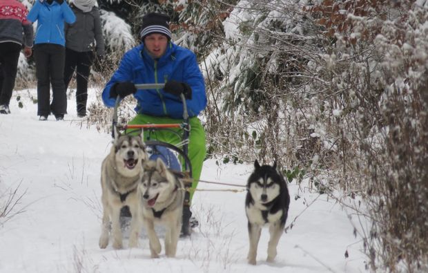 Schlittenhunde-Workshop Bad Herrenalb - Lenk die Huskies: Abenteuer im Schwarzwald! Abenteuer und Action-Erlebnisse online kaufen Schlittenhunde-Workshop Bad Herrenalb - Lenk die Huskies: Abenteuer im Schwarzwald! Abenteuer und Action-Erlebnisse online kaufen