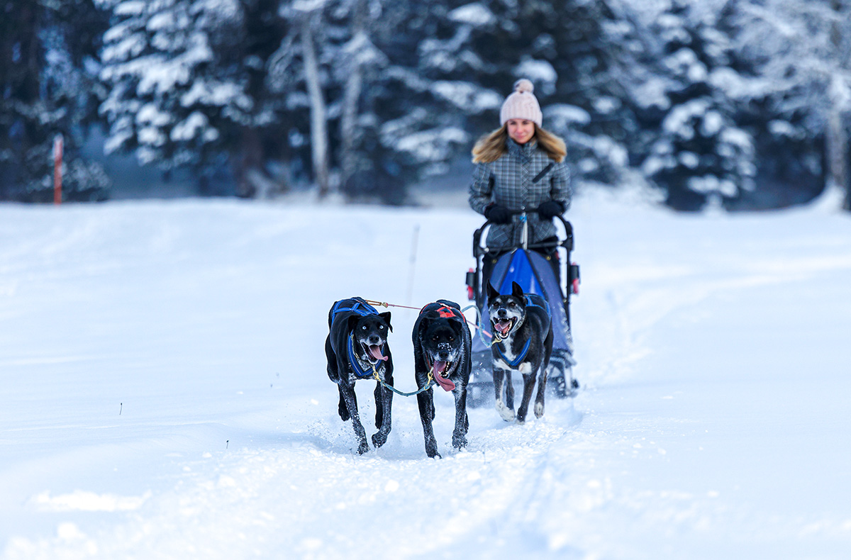 Schlittenhunde Workshop Telfs - Jetzt erleben! Abenteuer und Action-Erlebnisse online kaufen