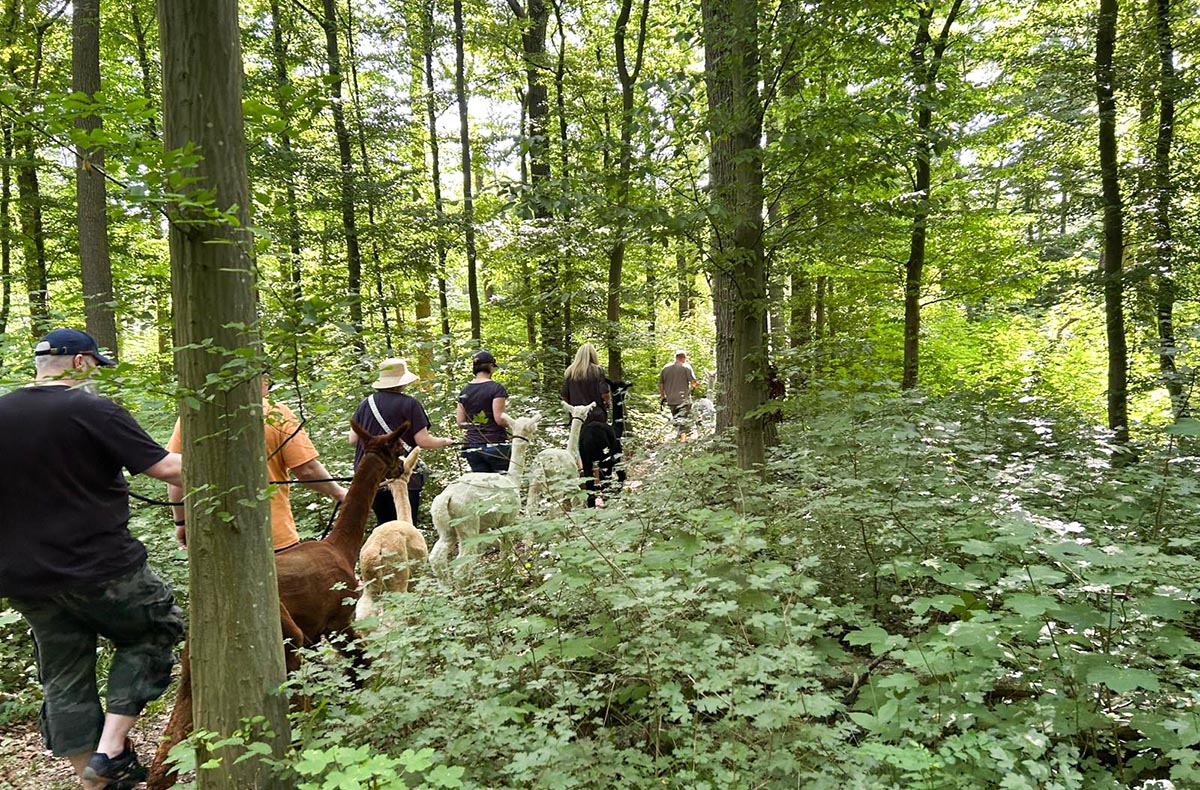 Single-Wanderung mit Alpakas in Ennigerloh Abenteuer und Action-Erlebnisse online kaufen