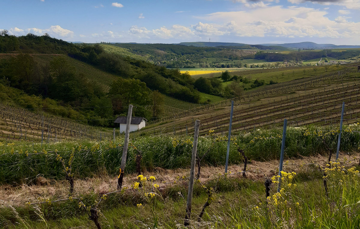 Weinbergwanderung mit Weinprobe Guldental - Auf Tuchfühlung mit den Reben Abenteuer und Action-Erlebnisse online kaufen