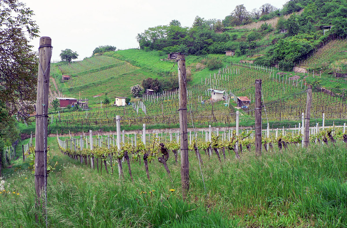 Weinbergwanderung Schriesheim mit Rebschnitt Abenteuer und Action-Erlebnisse online kaufen