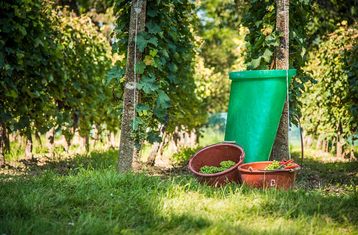 Weinprobe Naumburg - Weingenuss hautnah in Naumburg in Naumburg (Saale) Kulinarische Veranstaltungen Produktbild