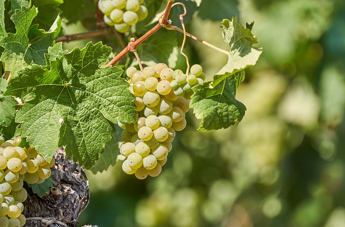 Weintour mit Weinverkostung Sankt Aldegund Erlebnisdinner online kaufen Weintour mit Weinverkostung Sankt Aldegund Erlebnisdinner online kaufen