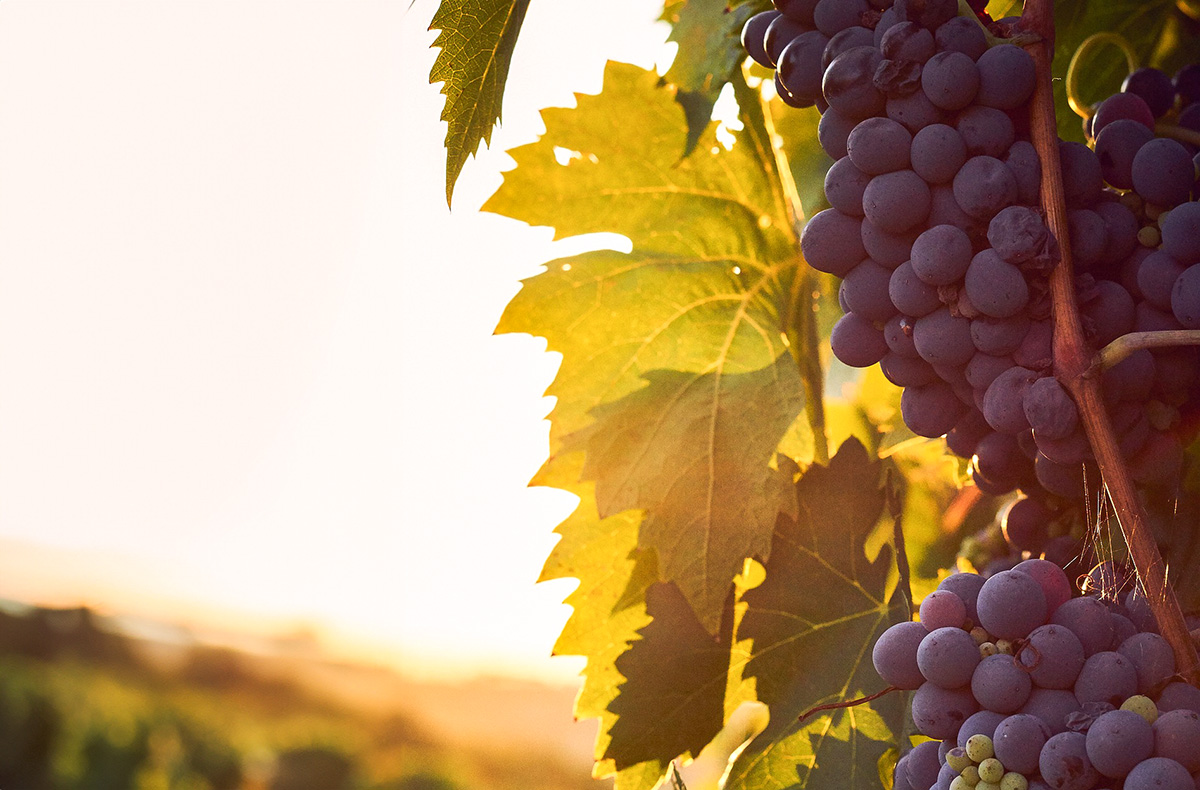 Wine & Dine Osthofen Erlebnisdinner online kaufen